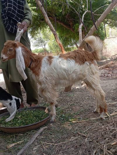 goats for sale