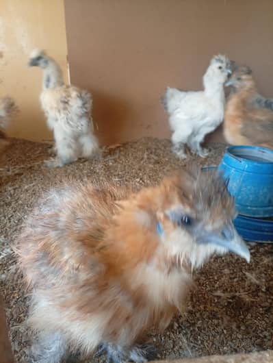Black, white, silver, golden silky chicks for sale.