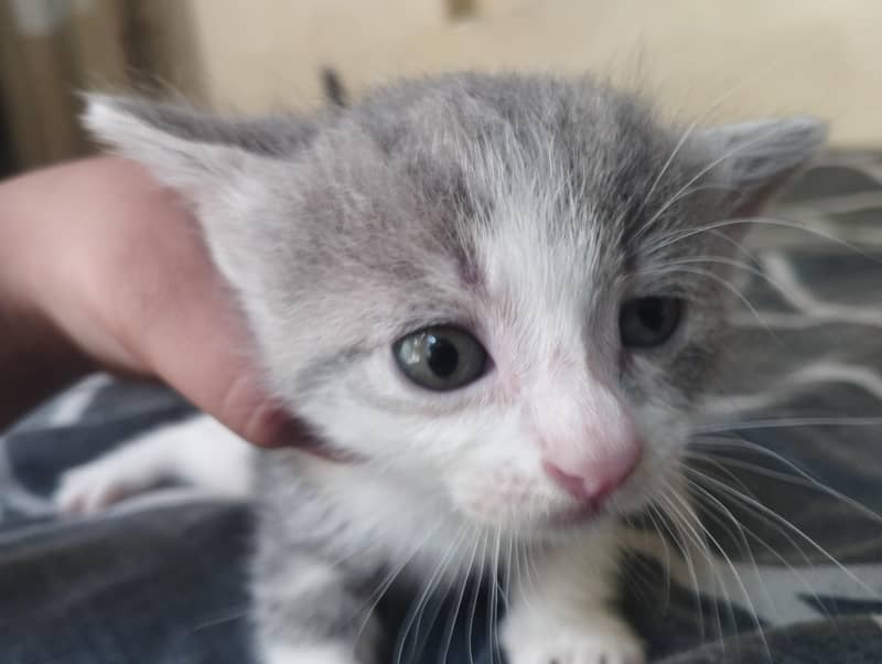 cute kitten 0