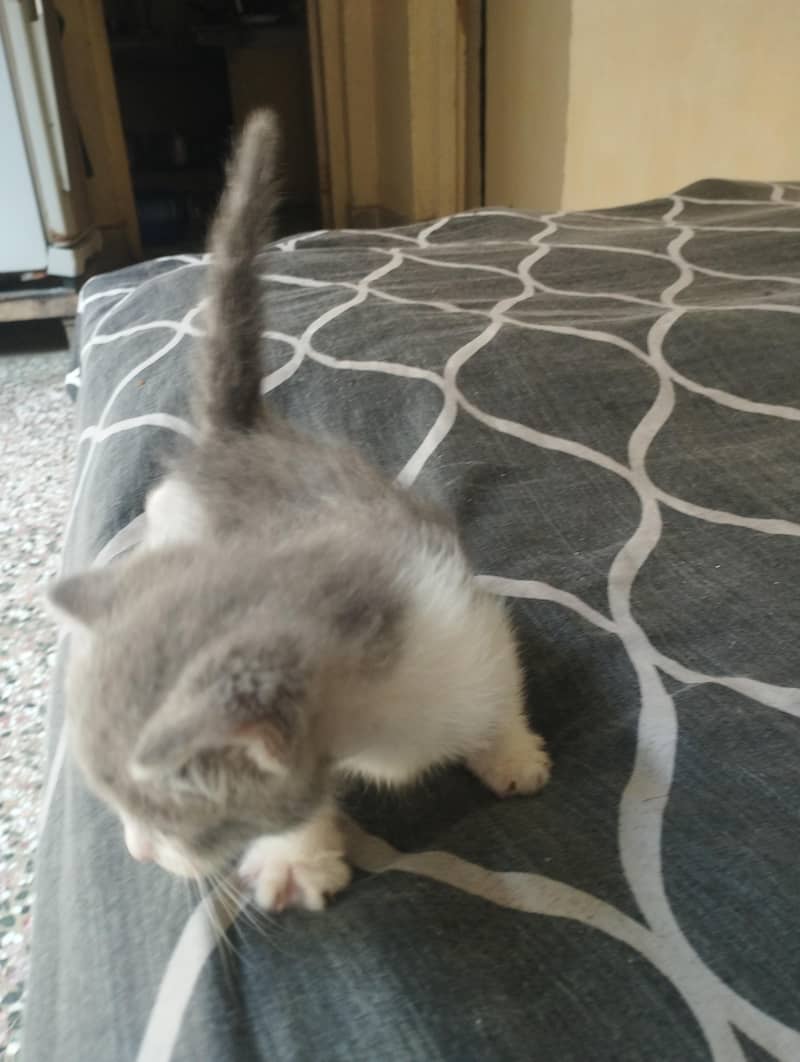 cute kitten 1