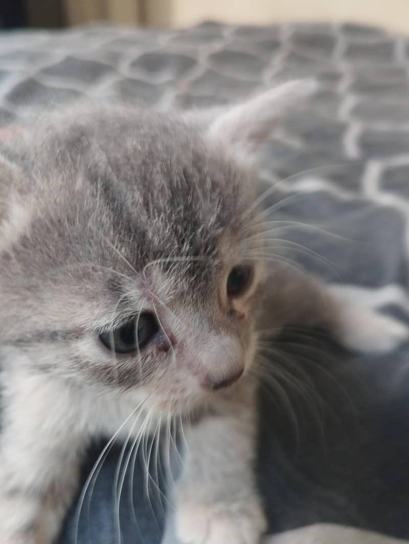 cute kitten 2