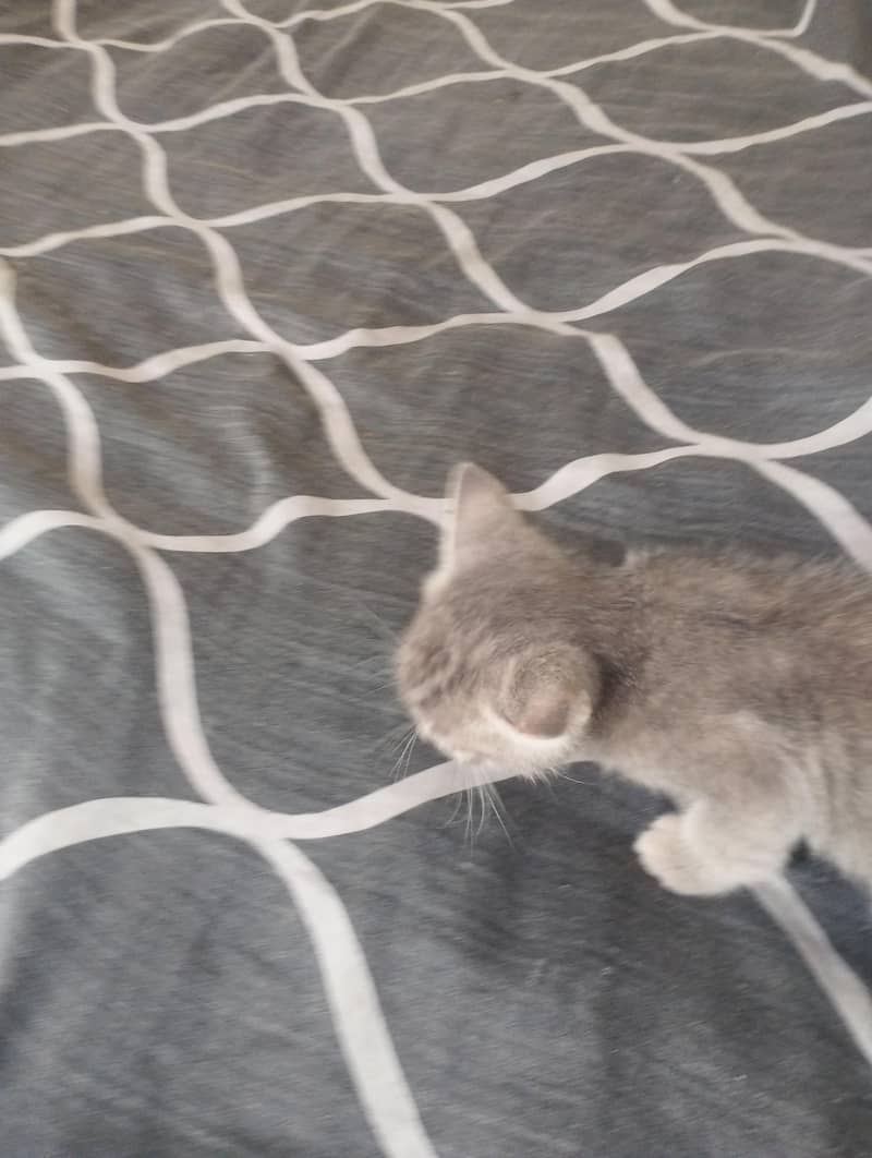 cute kitten 3