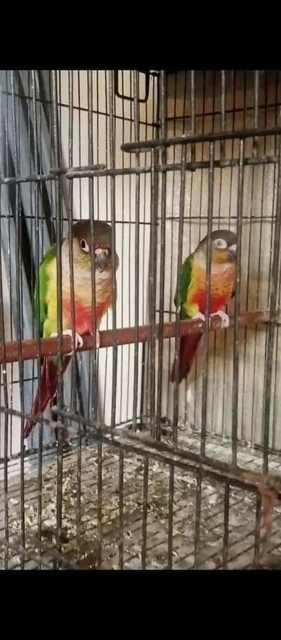 yellow sided red factor breeder pair with history