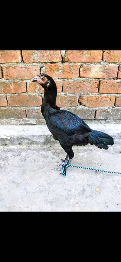 Mianwali X Sindhi Cross Murga Thai Murgi
