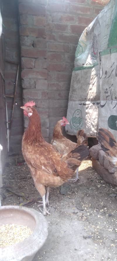 3 Desi henz and 1 aseel Cross  Male