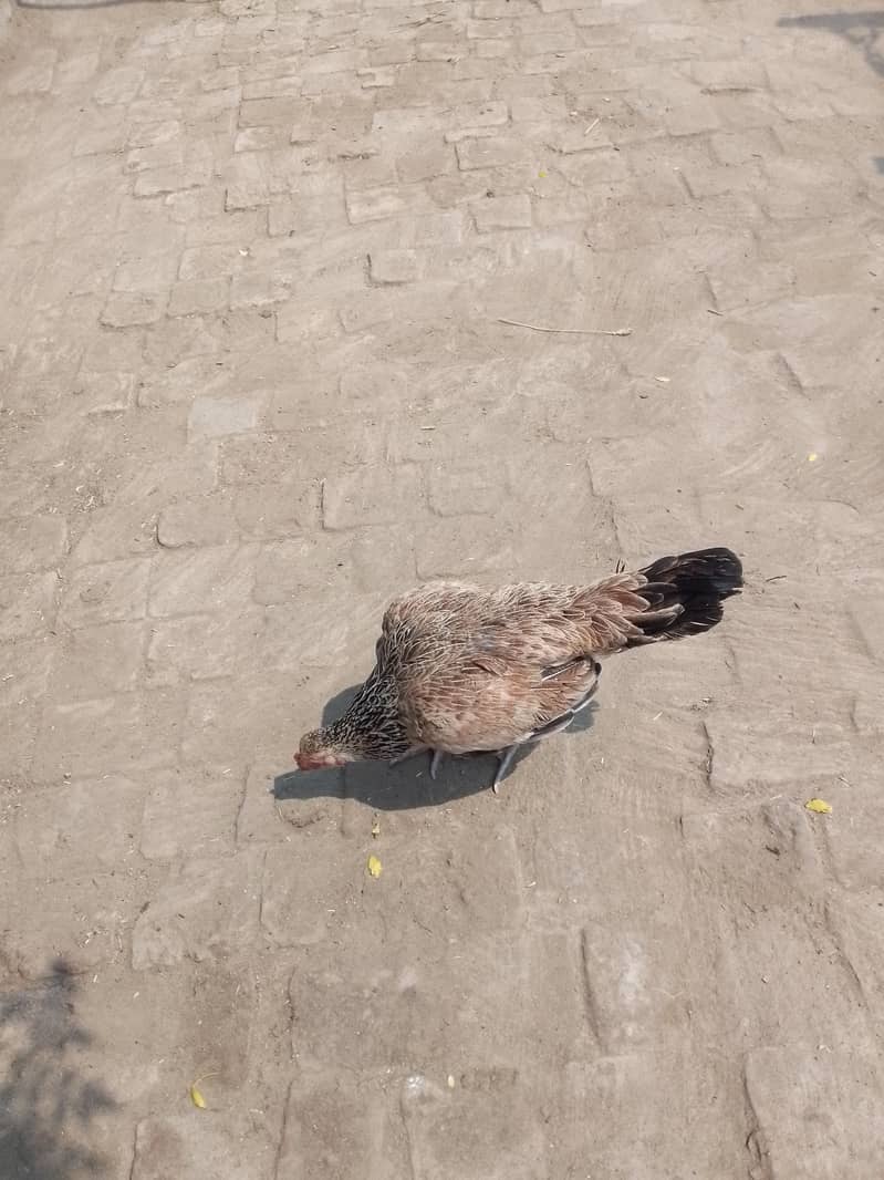 undefined 1