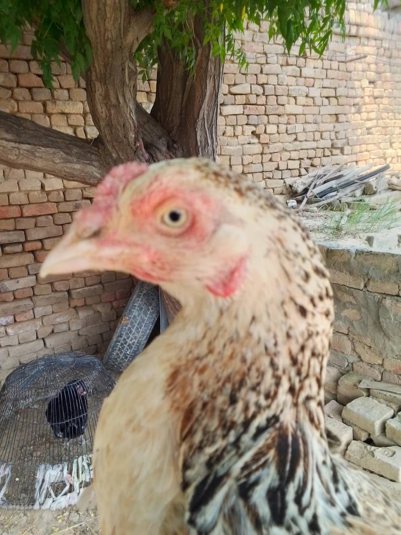 undefined 2