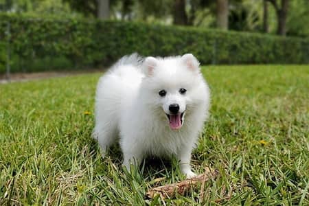 female Japanese spitz+ pomerian mix and male pista