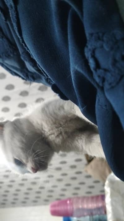 Perisan cat @ cat @ kitten @ golden @ Siamese @ perisan