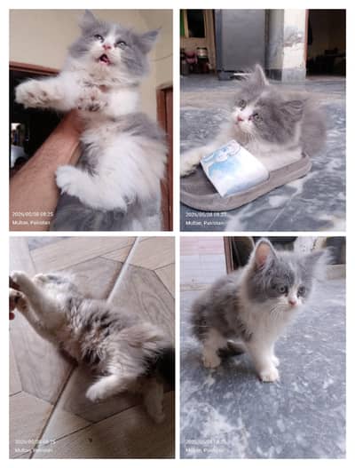 Persian kittens / Triple coated/ Pure Persian kitten / Cute kittens