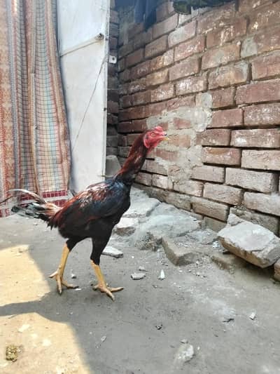 aseel lakha turkishment cross