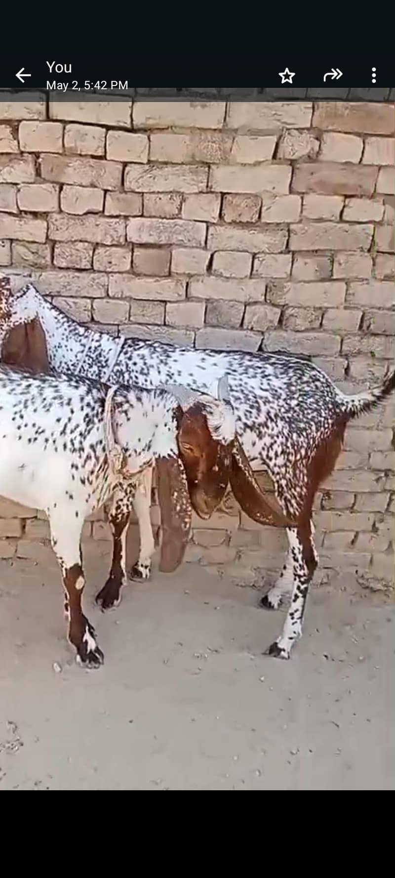 دو دانتا قربانی کےلیے بکرا 0