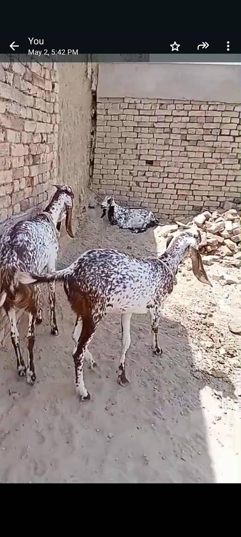 دو دانتا قربانی کےلیے بکرا 1