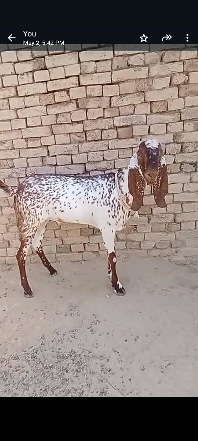 دو دانتا قربانی کےلیے بکرا 2