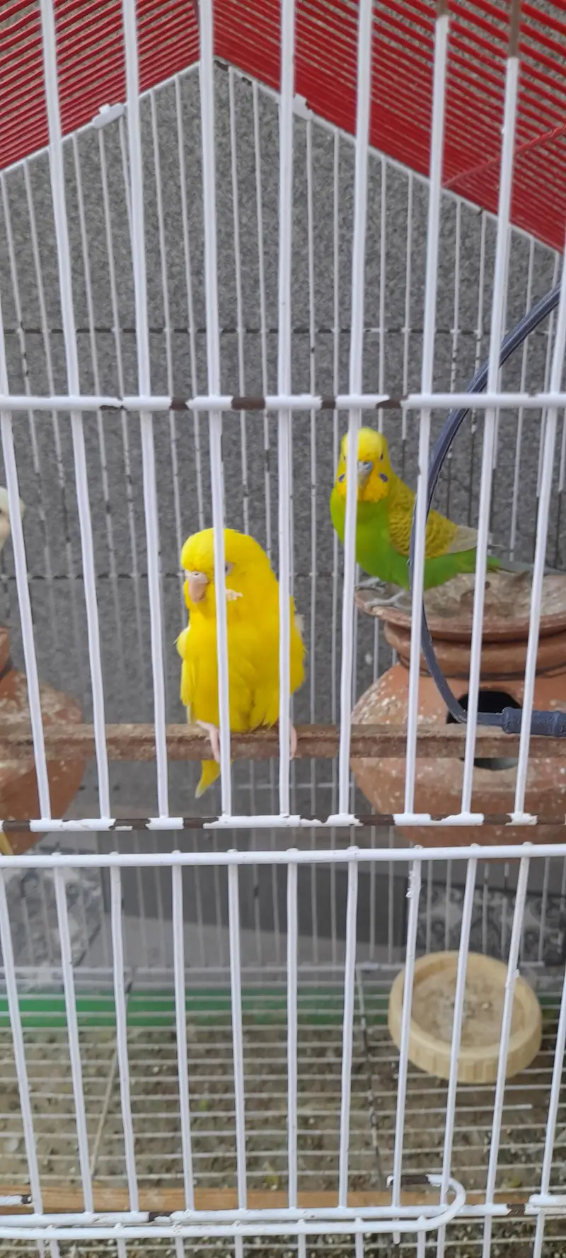 big  size budgies very beautiful