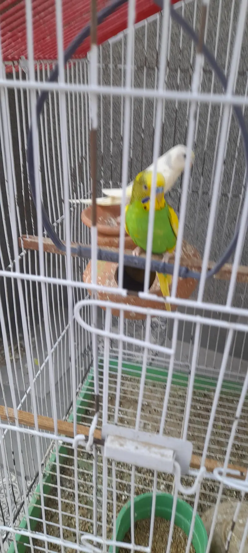 big  size budgies very beautiful — photo 2