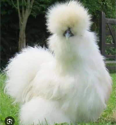 silky chicks| turkey chicks | ducks
