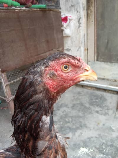 pure Aseel murgi active and healthy available h