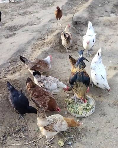 Desi egg laying hens Homebreed