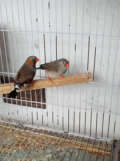 zebra Finch home breed