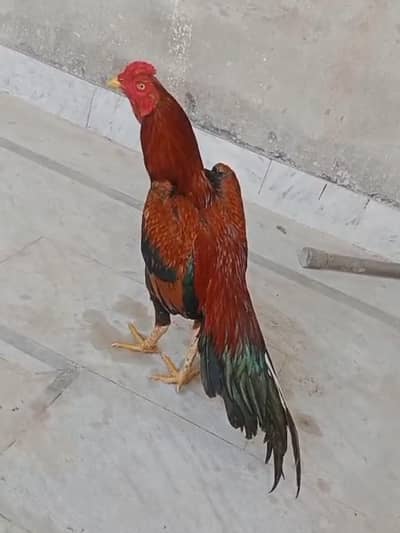 old mianwali puranni  nasal full active and healthy