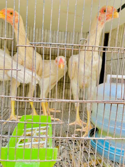 white O shamo 2 male 2 female