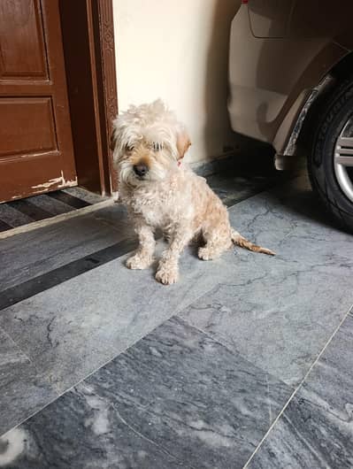 selling dog