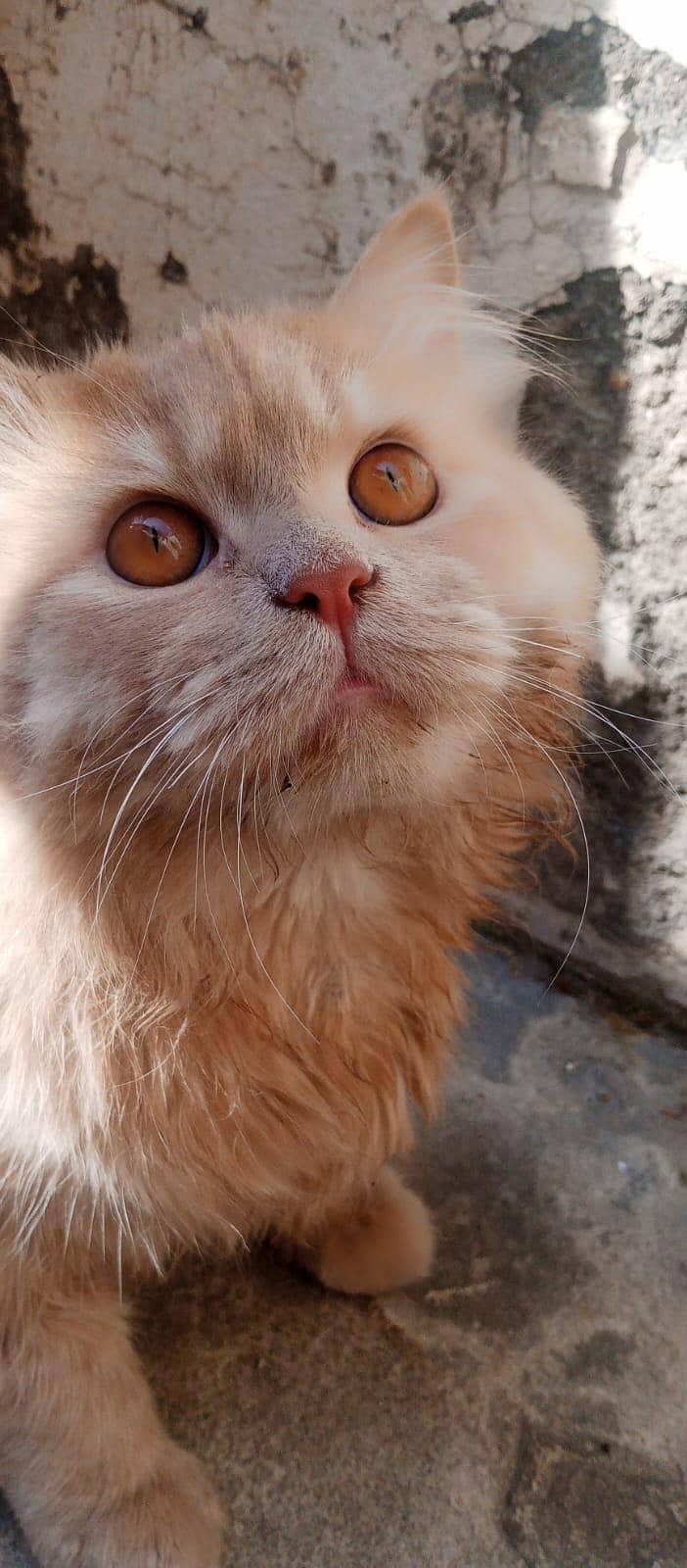my cat 0