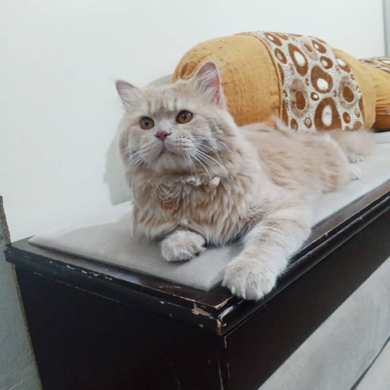 my cat 1