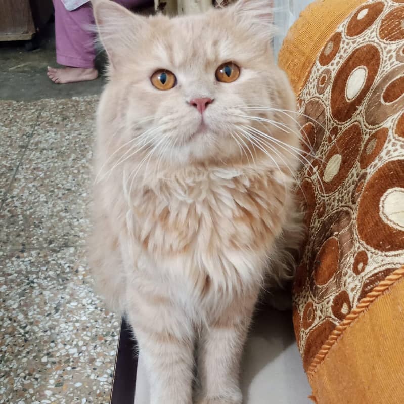my cat 2