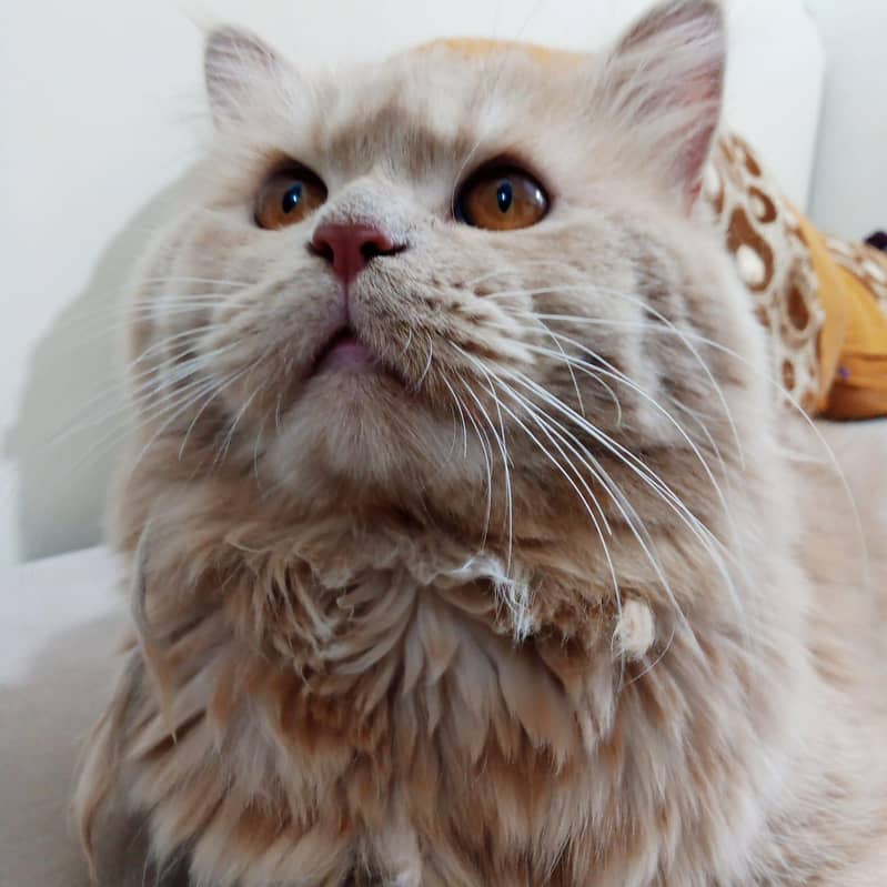 my cat 3
