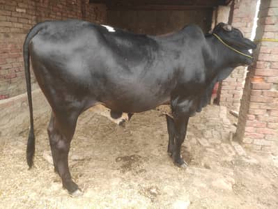 Bull for sale