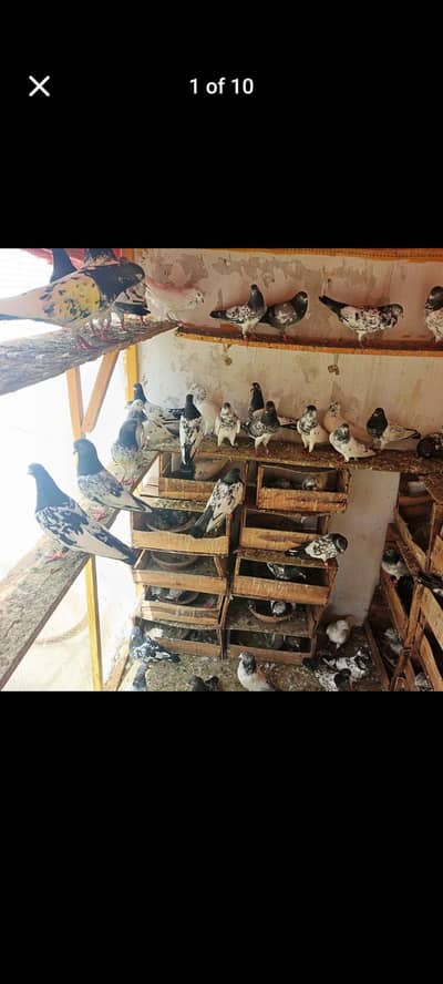 kaboter for sale