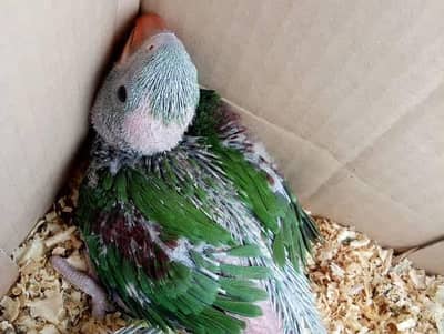 1.5 months old Raw Parrot Baby (Perfect Age for Training)