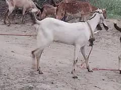 bakar dunda hai ghr ka hai