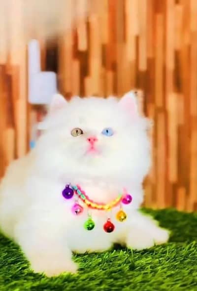 Persian female kitten for sale WhatsApp number 0325=15=12=117