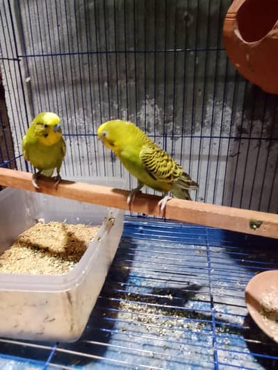 Breeder pair for sale