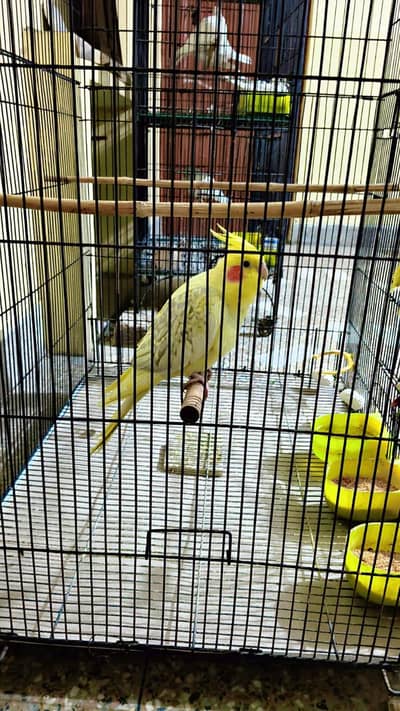 Pearl pied cockatiel
