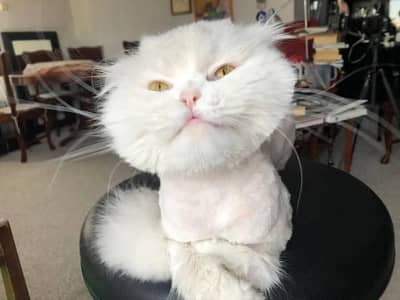 persian cat white male or chocolate female