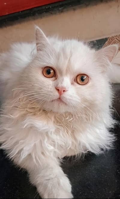 triple coat snow white Persian cat