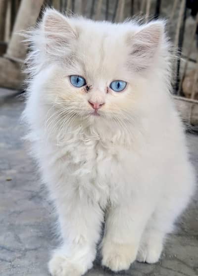 Persian Kitten