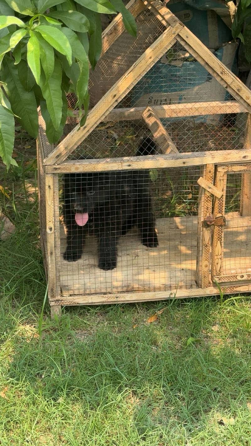 German shepherd 0