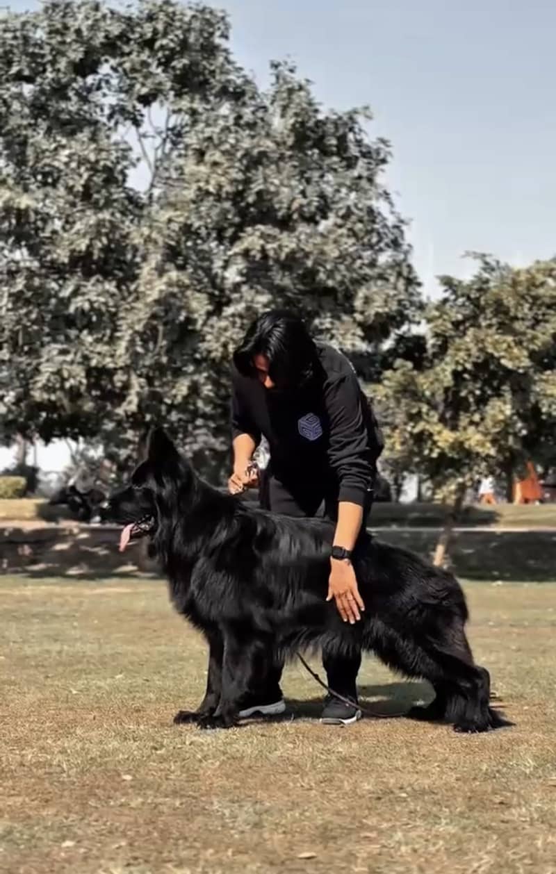 German shepherd 8