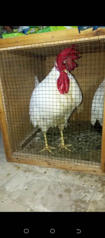 Hens(male) 2 pcs
