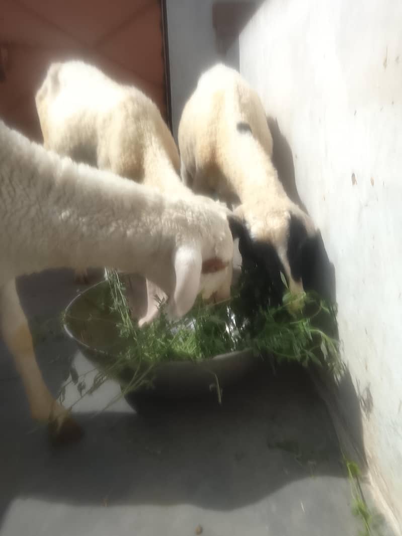 3 dumbe 0