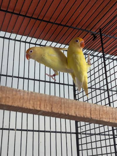 Cremino lovebirds