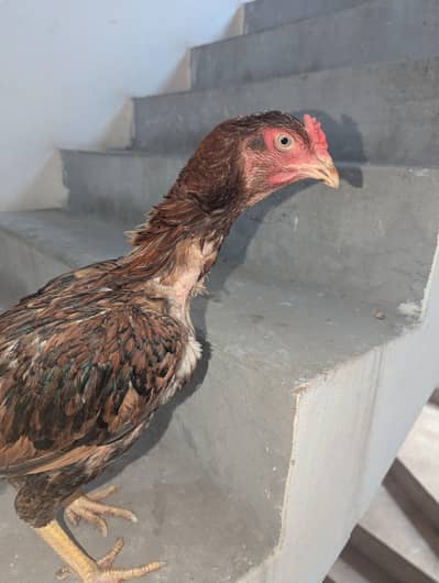 1 year lakha male or to female good quality handbreed