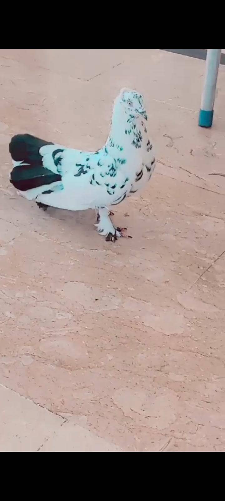 lacki 1