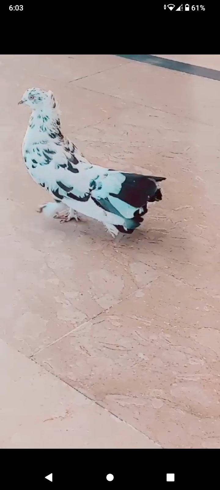 lacki 2
