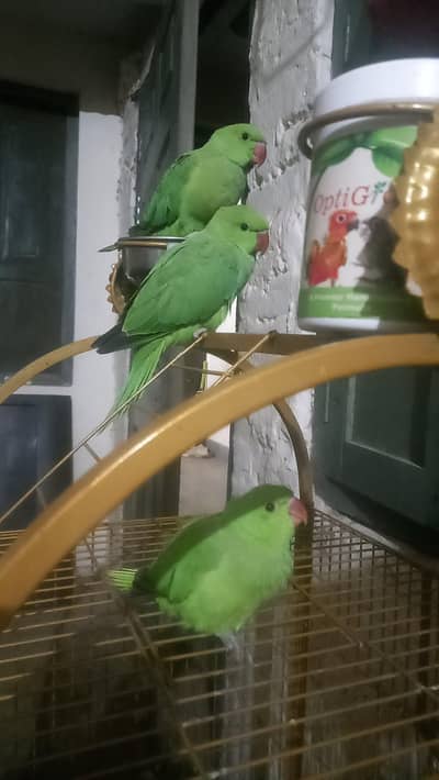 final rate 5500 ringneck self pc